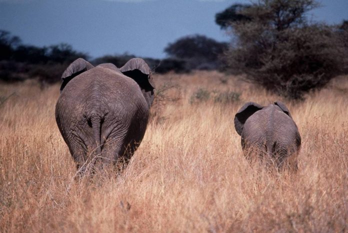 elephants in wildlife