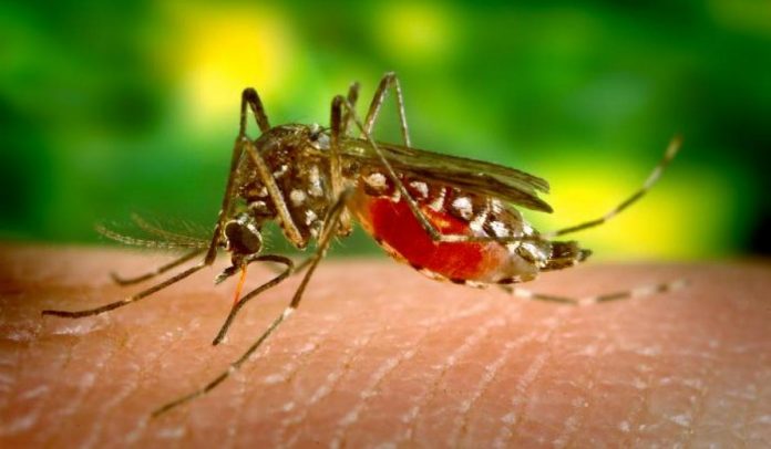 Anopheles mosquito_malaria