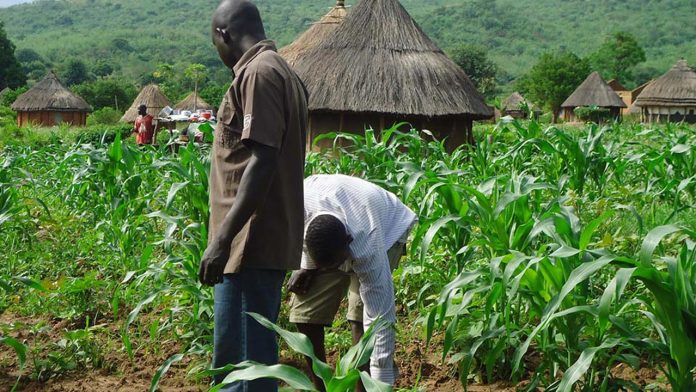 farm - 1