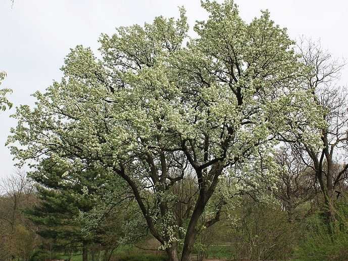 pear tree