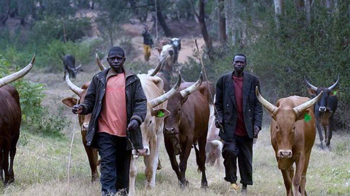 fulani