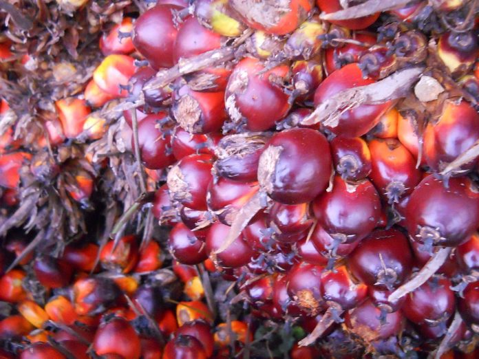 pam oil seed